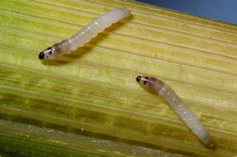 Insect Pest Information | Home