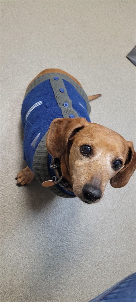 The bestest boy : r/Dachshund