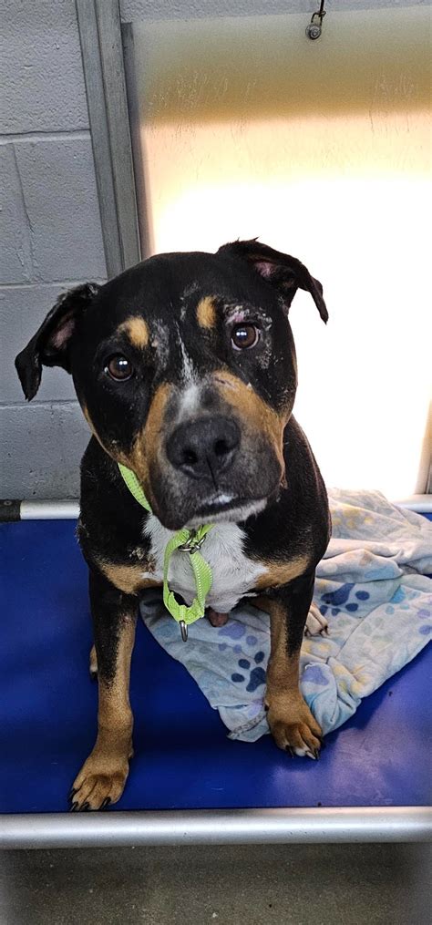 First State Animal Center and SPCA