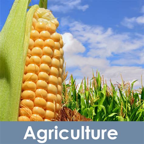 Image result for Agriculture