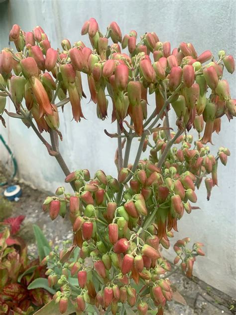 Planta De Kalanchoe Donkey Ear Plant - Kalanchoe Gastonis-Bonnieri ...