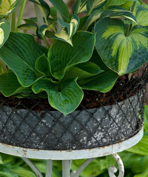 Best container plants for shade: 8 options for dark spots | Homes and ...