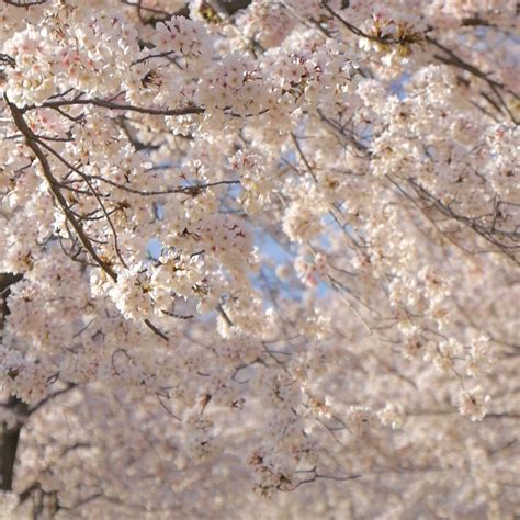 Best Time to Go to Japan Cherry Blossom Ultimate Guide