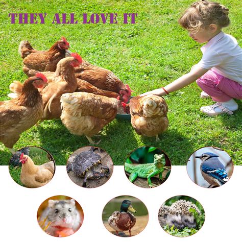 Buy Amzey 2 Pack 2 LBS Natural Healthy Black Soldier Fly Larvae Chicken ...