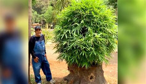 dharmendra bamboo tree farmhouse latest post- Watch: आंधी में गिरे पेड़ ...