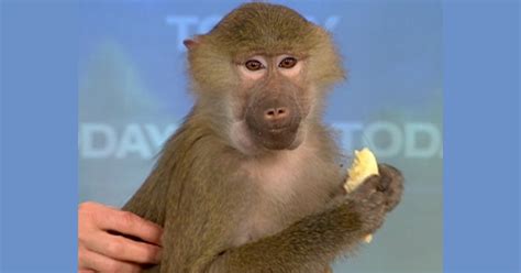 Image result for Python Eats Baboon