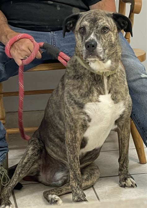 First State Animal Center and SPCA