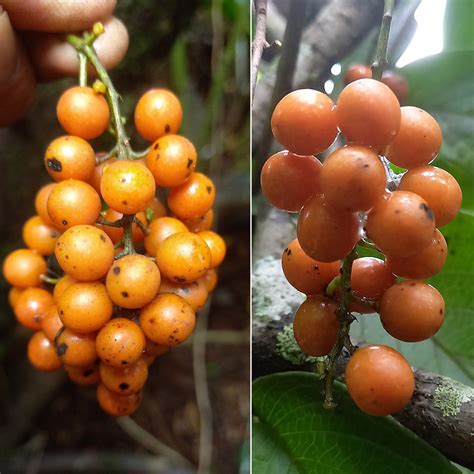Bush Grape Fruit Plant (Odontocarya acuparata) – veliyathgardens
