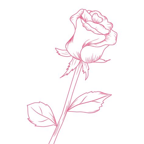 Pink Rose Line Art Vector, Rose Drawing, Pin Drawing, Pink Rose Drawing PNG Transparent Image ...