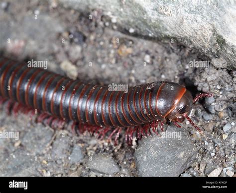 Close-up of American giant millipede (Narceus americanus) crawling on a ...