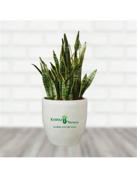 Buy Snake Plant with Fiber Pot | Best Indoor Plant | Krishna Nursery