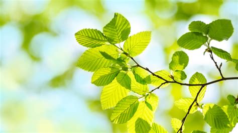 Image result for Springwatch 2009