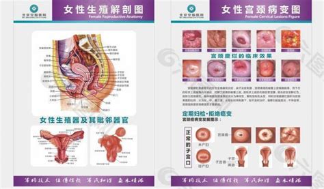 女性生殖解剖图图片平面广告素材免费下载(图片编号:2898853)-六图网