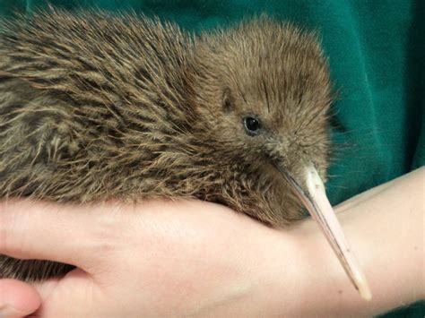 The plight of the flightless New Zealand bird | by Robert Lawrence, PhD ...