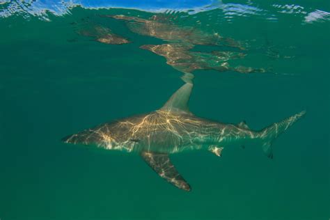 Bronze Whaler Shark