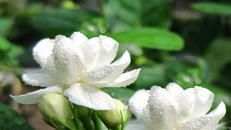 Jasmine Flower Wallpapers - Top Free Jasmine Flower Backgrounds - WallpaperAccess