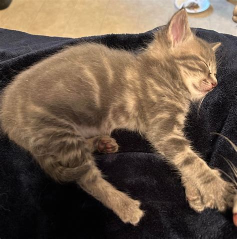 Our Cats – Westfield Homeless Cat Project