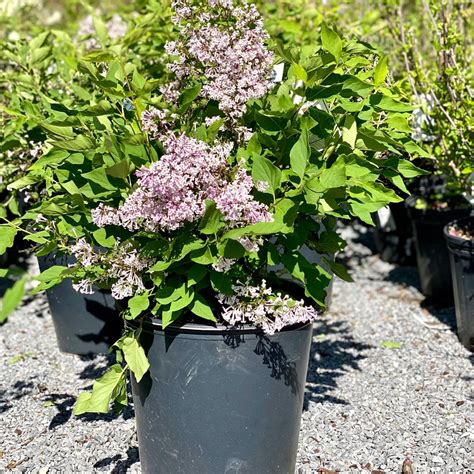 Lilac - Miss Kim - 3 gallon