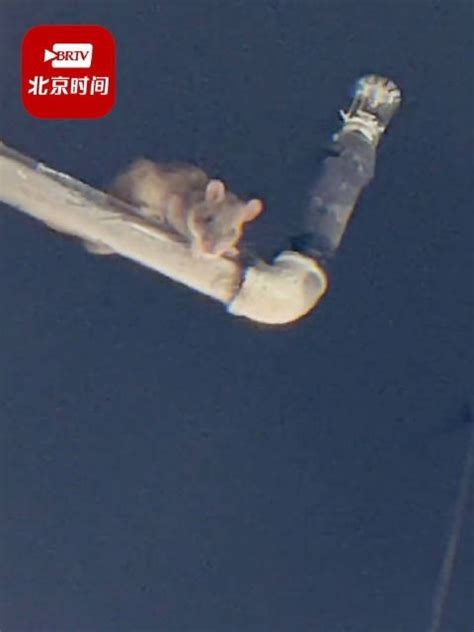 男子吃火锅发现头顶有老鼠盯着 网友：鼠鼠可爱_新闻频道_中华网