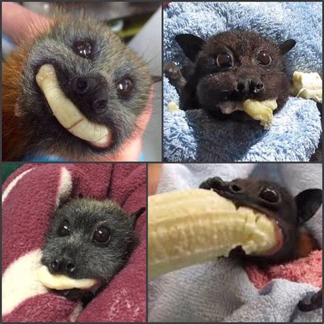 Cute Baby Bats Eating Bananas