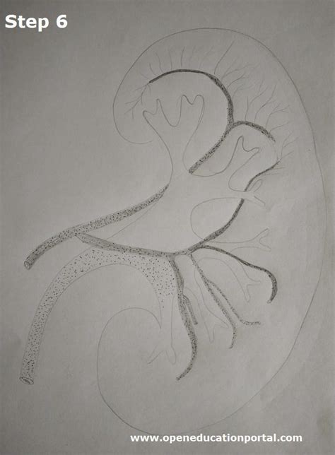 How to Draw Kidney in Easy Way 的图像结果
