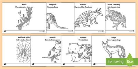 Mindfulness Australian Animals Colouring Pages | Colouring