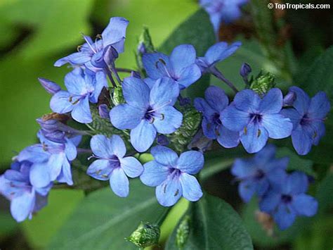 Eranthemum - JungleKey.in Image