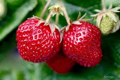 Fruits Of Red Colour at Andrea Mcclelland blog