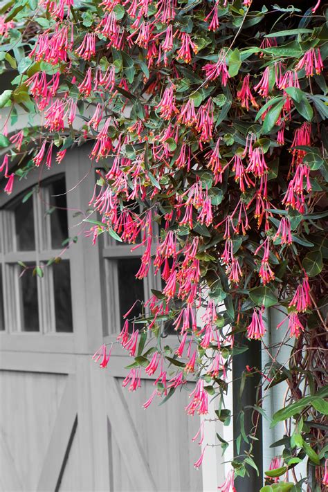 Grow Up! Flowering Vines to Adorn Walls, Trellises and Fences ...