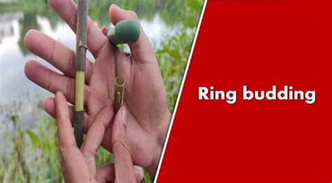 Image result for Methods of Budding