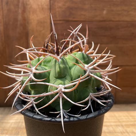 Gymnocalycium hybopleurum v. ferocior【ギムノカリキウム・フェロシオール】 | RIMO'S GREEN ...