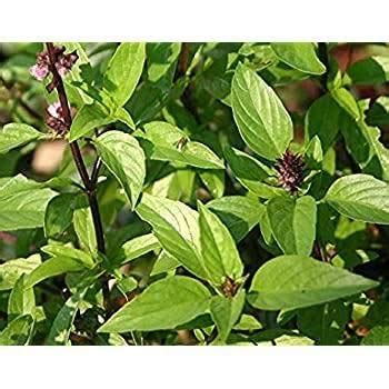 Marua Plant | Herb Marjoram - Marwa Plant : Amazon.in: Garden & Outdoors