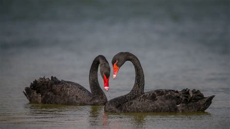 15 Melanistic Marvels: Rare Black Animals That Show Nature’s Beauty