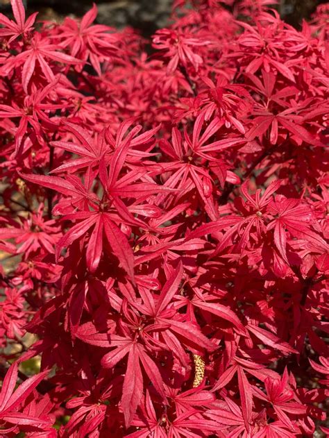 Small Japanese Acer