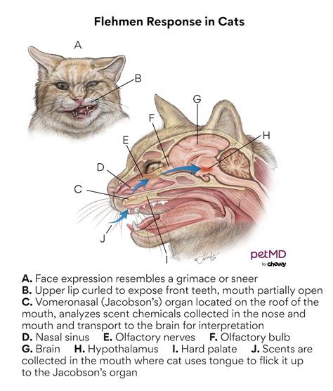 What Is the Flehmen Response in Cats? | PetMD