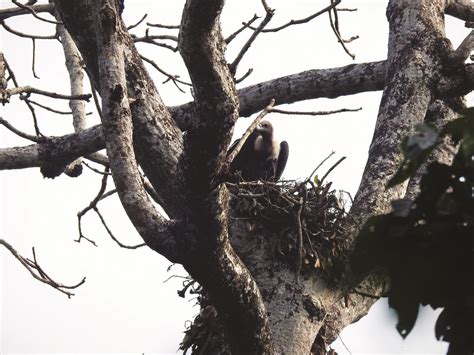 Captive-bred vulture pair nurtures chicks in the wild