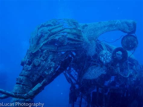 DIVERSE SCUBA (Updated 2026) All You Need to Know BEFORE You Go (with ...