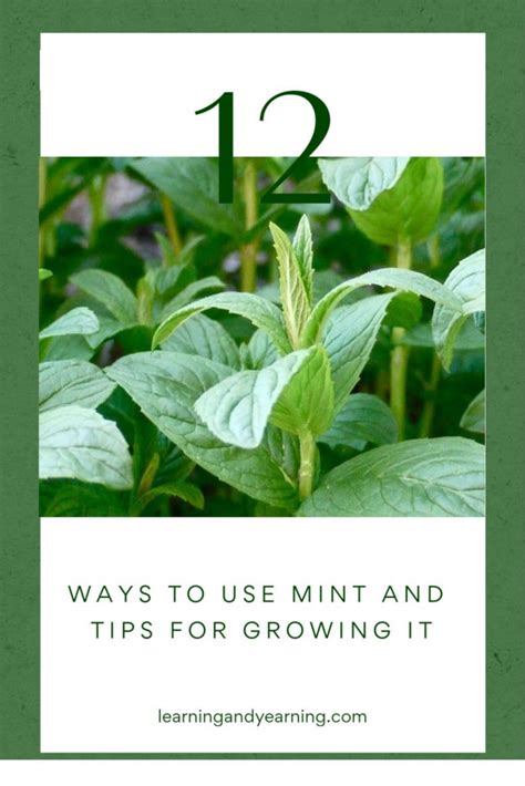 Mint Tutorial 的图像结果