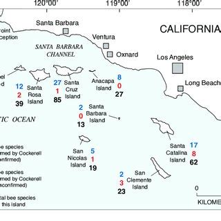 Image result for Axolotl Drawing Tutorial