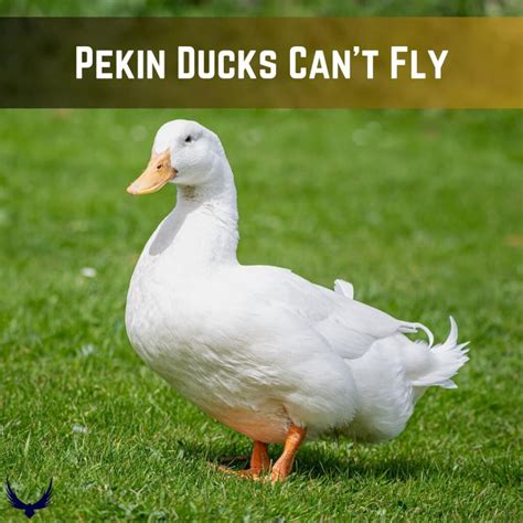 How Fast, Far, & High Can Ducks Fly? Flight Mechanism 2024