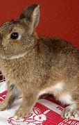 Image result for White Dwarf Bunny