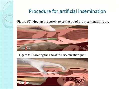 Artificial insemination in cattle | PPTX