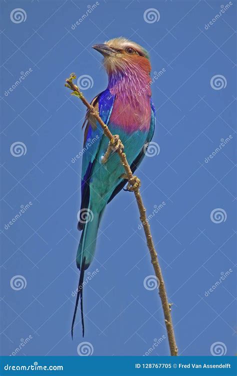 Lilac-breasted Roller Coracias Caudatus Stock Image - Image of kleuren, lucht: 128767705
