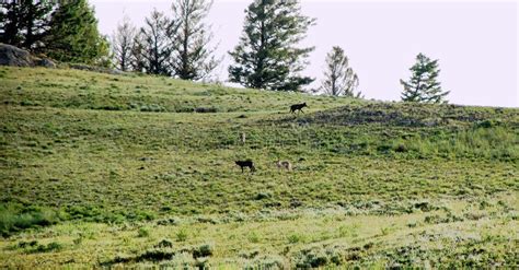 Image result for Yellowstone Grey Wolves