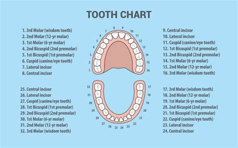 Decoding The Smile: A Complete Information To The Dental Tooth ...