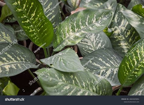 Dieffenbachia Dumb Cane Plant Striking Variegated Stock Photo ...