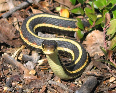 Red-sided Garter Snake | NWT Species at Risk