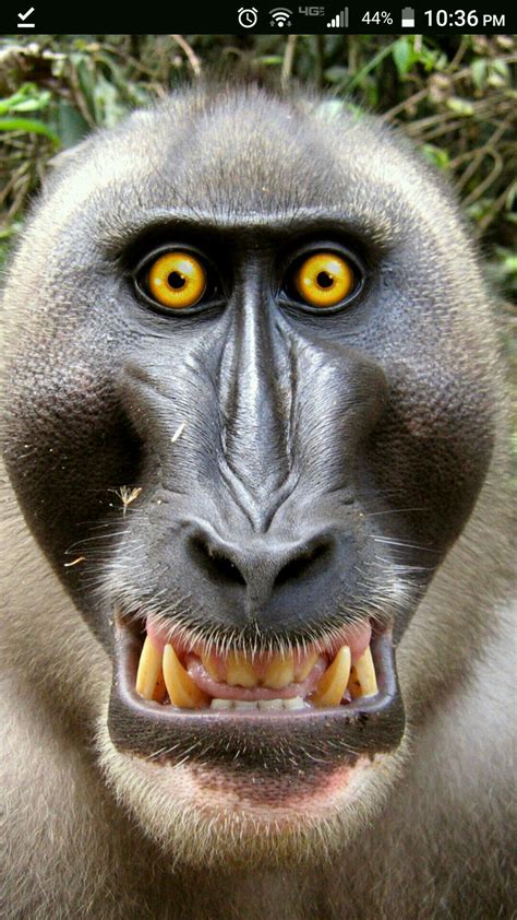 Pin on Dieren 4 Life | Scary animals, Monkey pictures, Funny animal photos