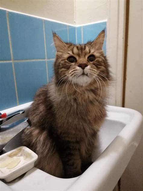 Image result for Help Me Pee