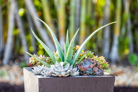 Houseplant Succulent Soil at Anthony Griggs blog